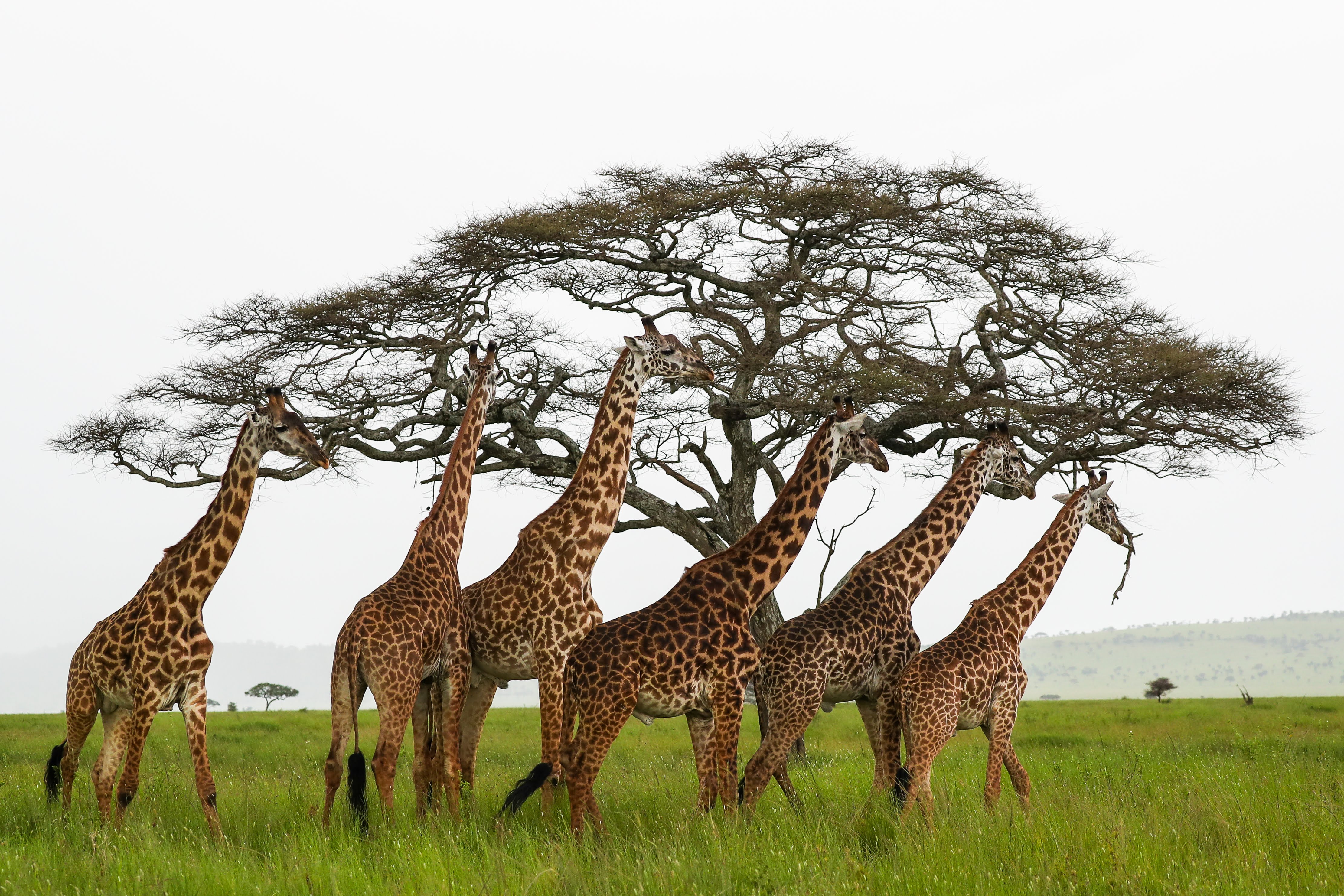 Giraffes in Tanzania beneath an acacia tree