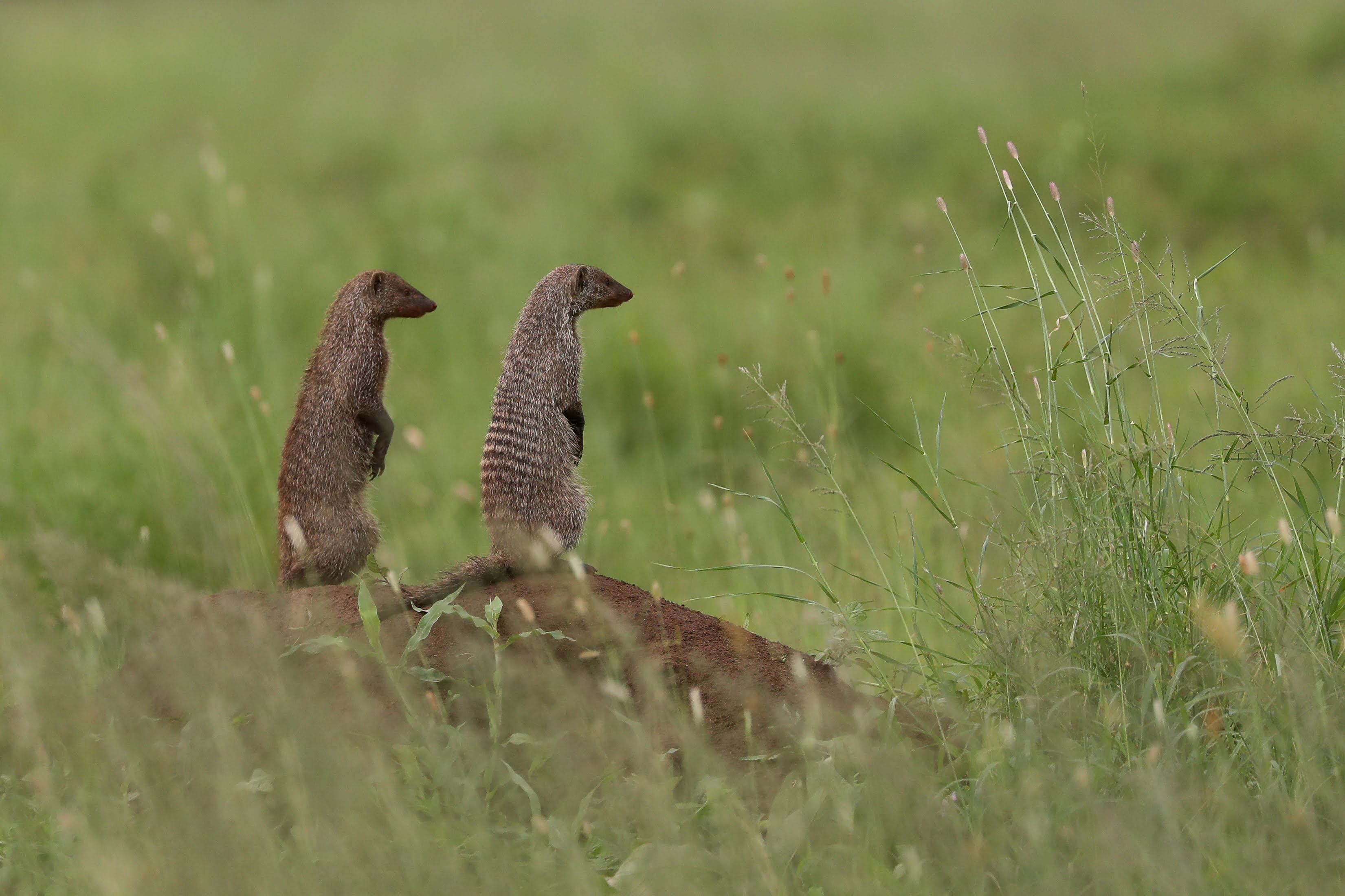 Tanzania wildlife with Pori and Beyond Safaris