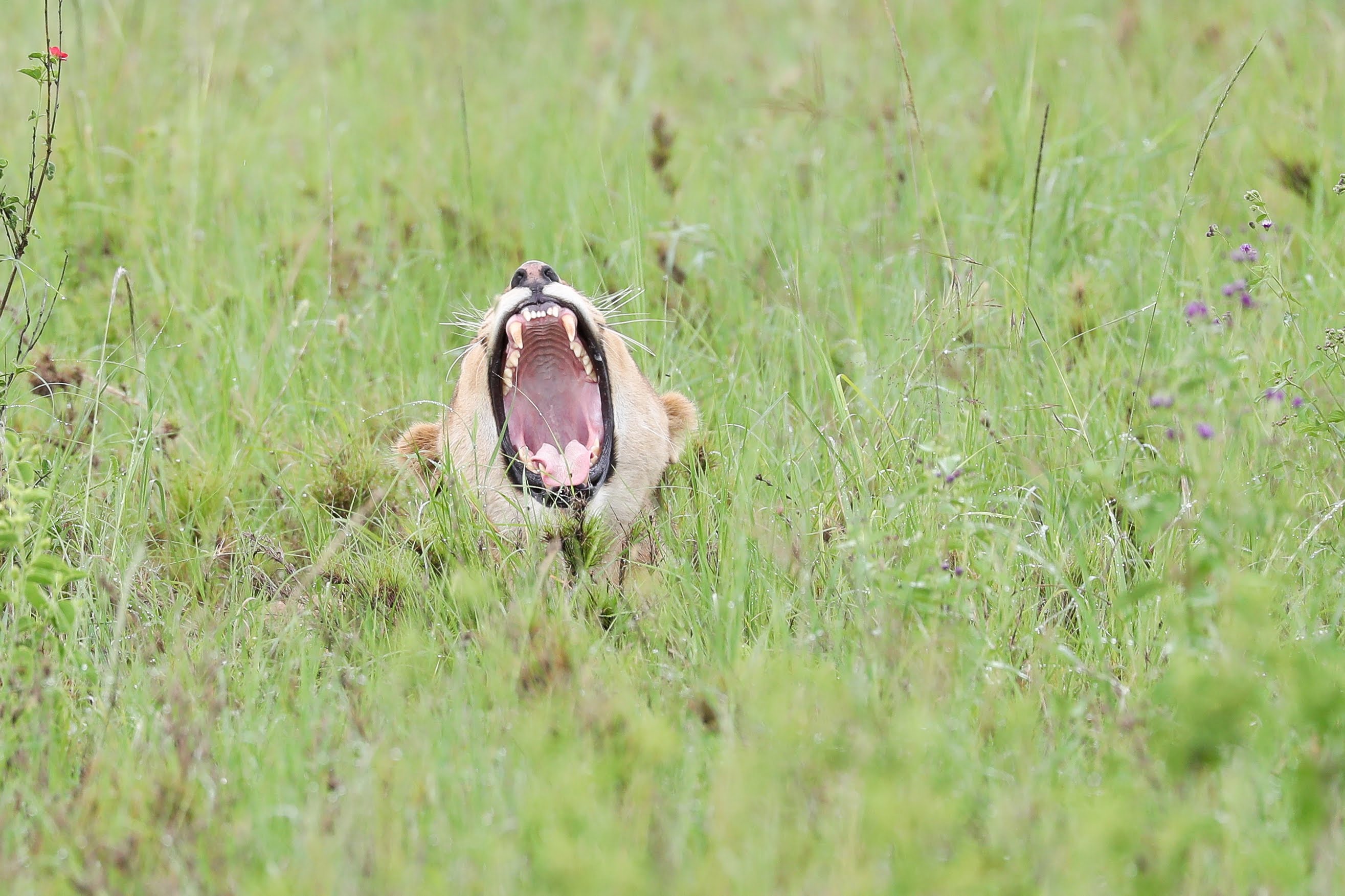 Tanzania wildlife with Pori and Beyond Safaris
