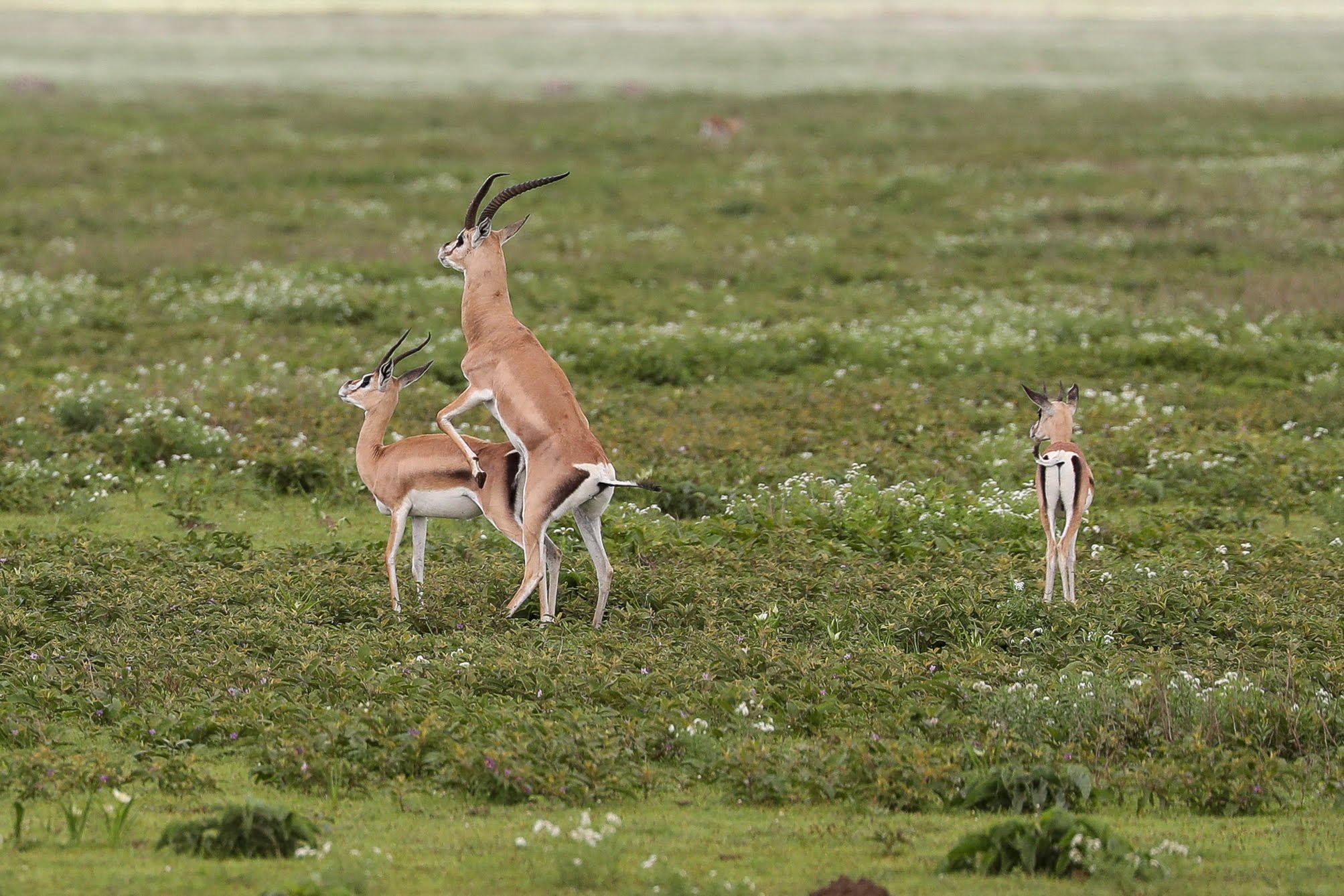 Tanzania wildlife with Pori and Beyond Safaris