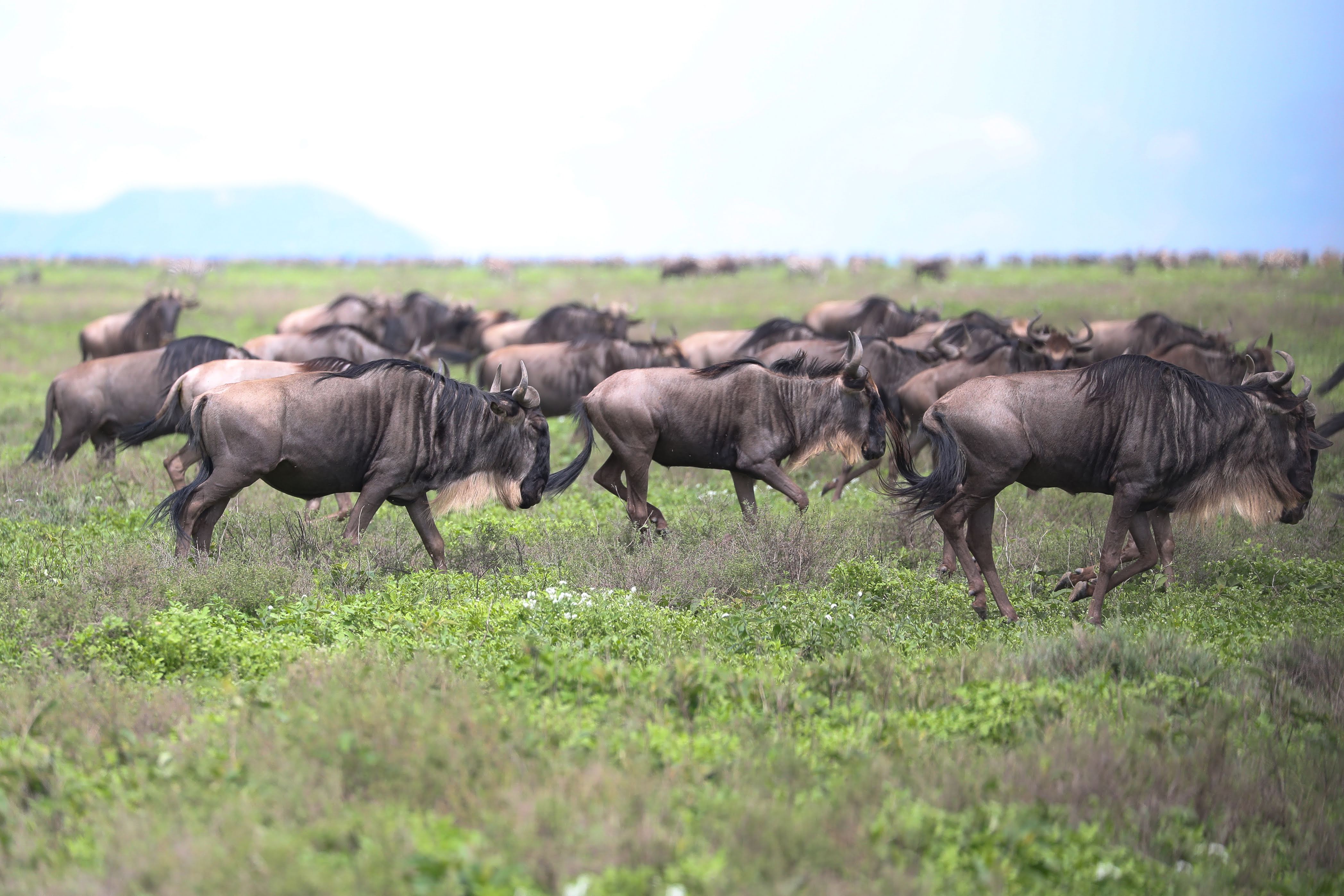 Wildebeest on a Tanzania plain