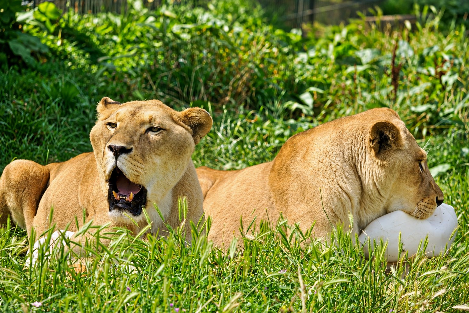 Lionesses in Tanzania grassland