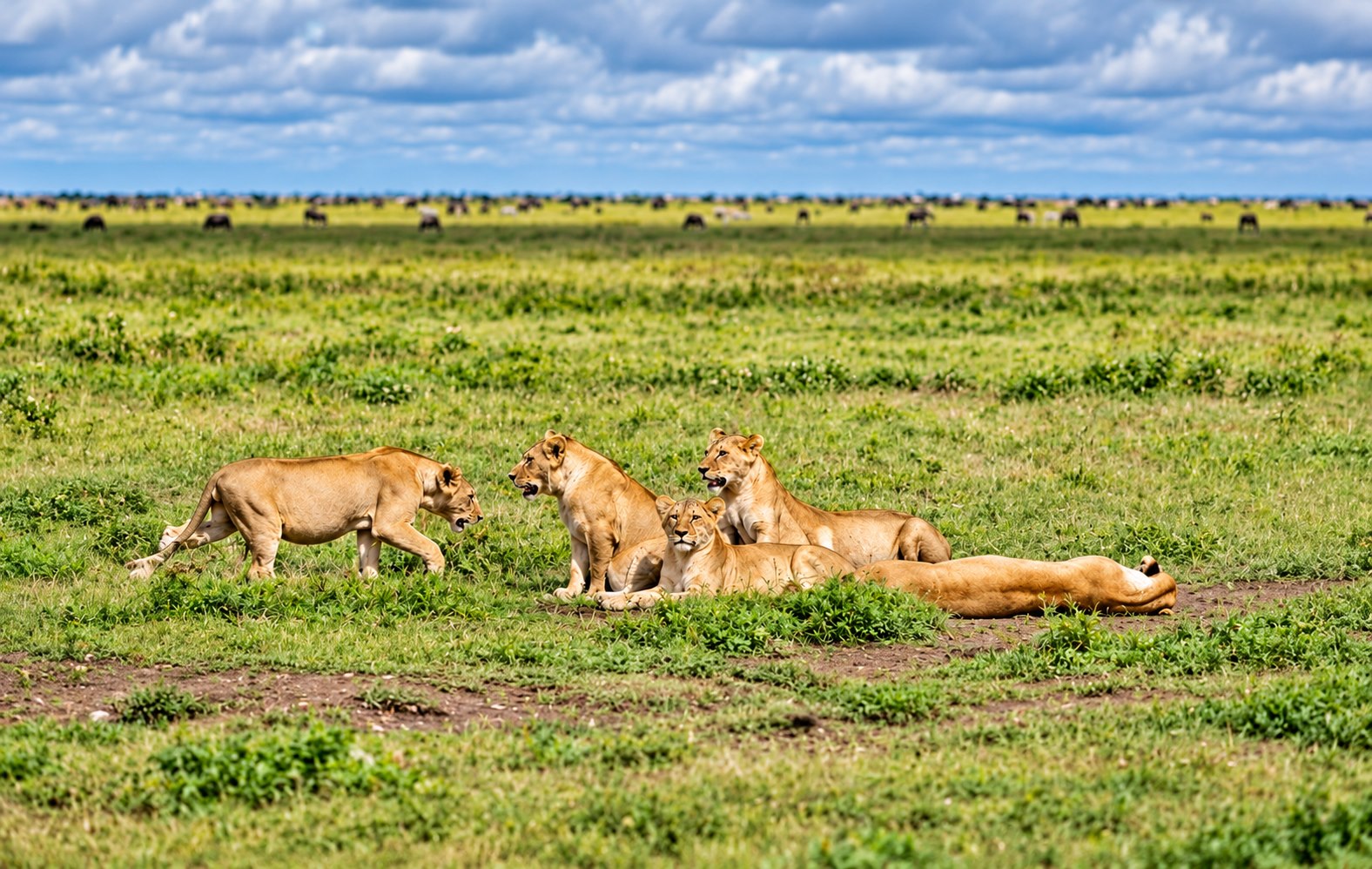 A pride of lions resting in the green savanna during a wildlife safari